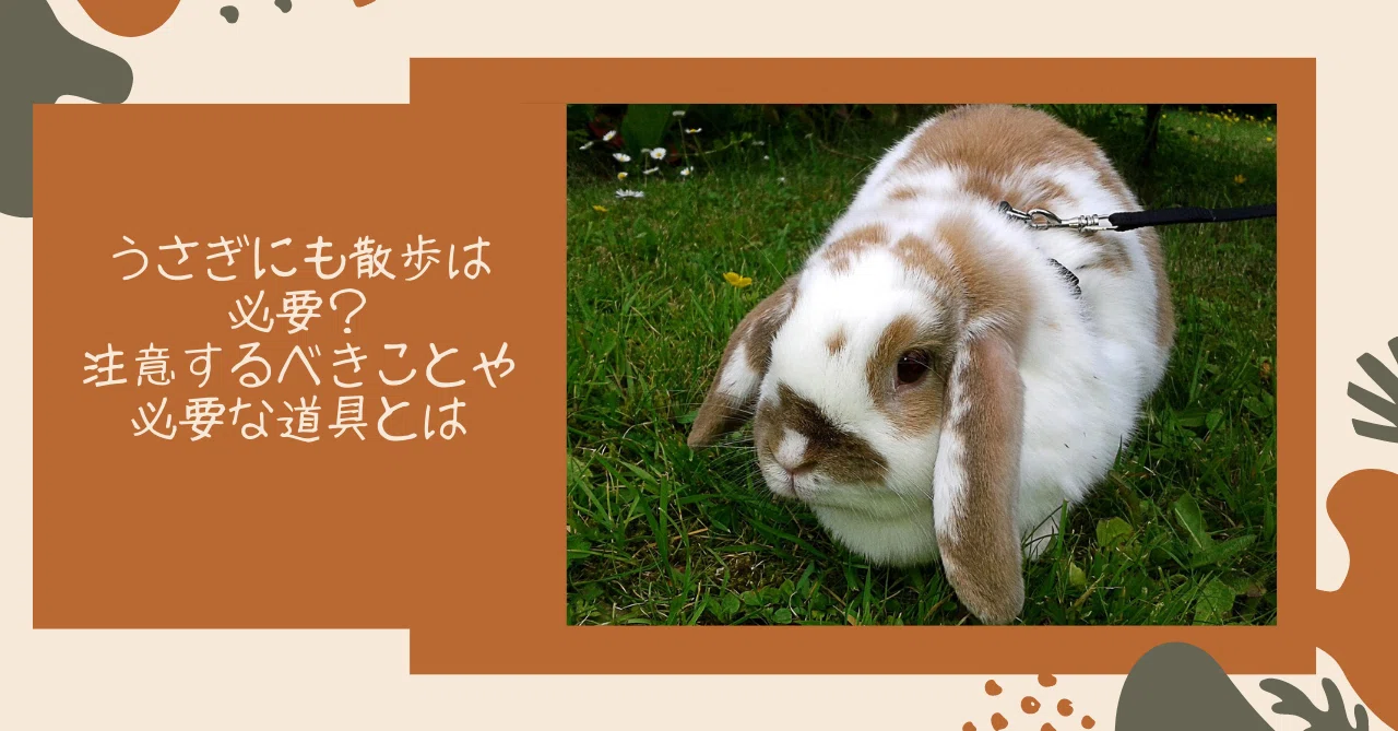 うさぎにも散歩は必要 注意するべきことや必要な道具とは うさぎの杜の学校 仮校舎 Note
