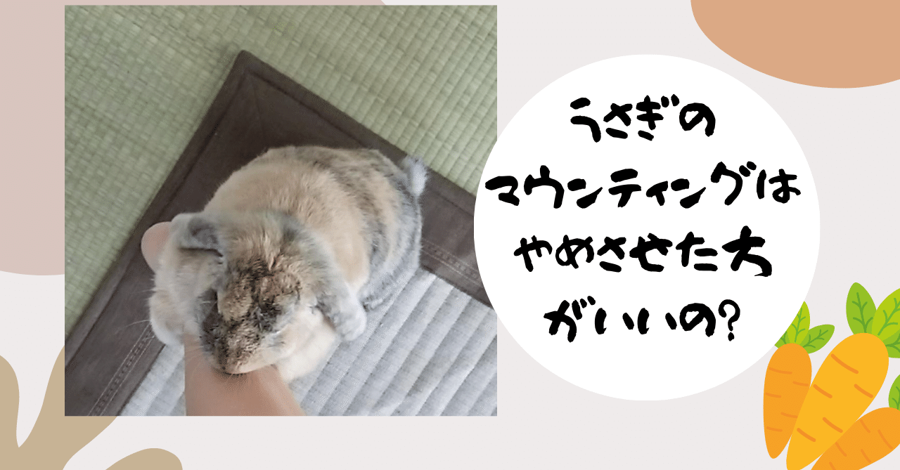 うさぎのマウンティングはやめさせた方がいいの マウンティングの理由と対処法 うさぎの杜の学校 仮校舎 Note うさぎのマウンティングはやめさせた方がいいの マウンティングの理由と対処法 うさぎの杜の学校 仮校舎 Note