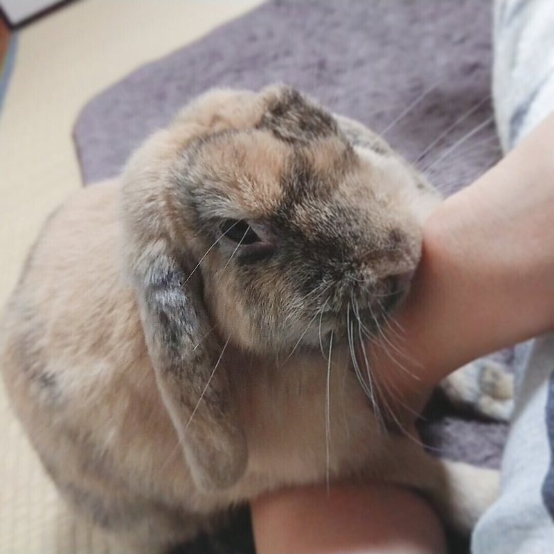 うさぎのマウンティングはやめさせた方がいいの マウンティングの理由と対処法 うさぎの杜の学校 仮校舎 Note