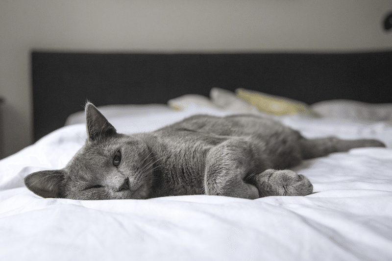 猫 寝る