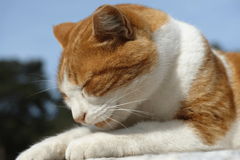 猫 寝る
