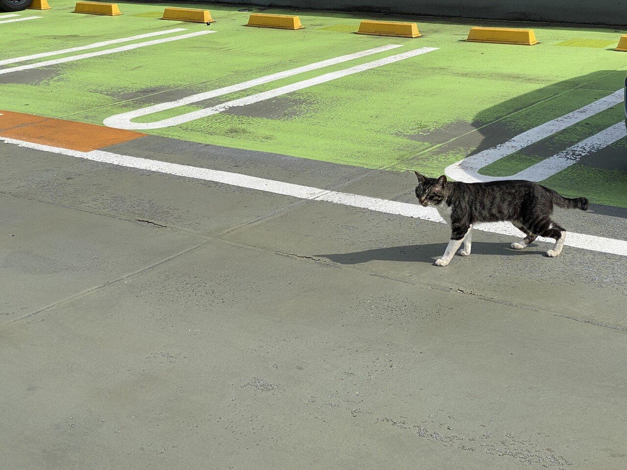 ららぽーと猫|村木藤志郎|note