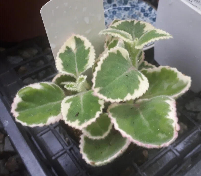 香りの多肉植物 アロマティカスさんワイルドに暴走中 タヌ Note
