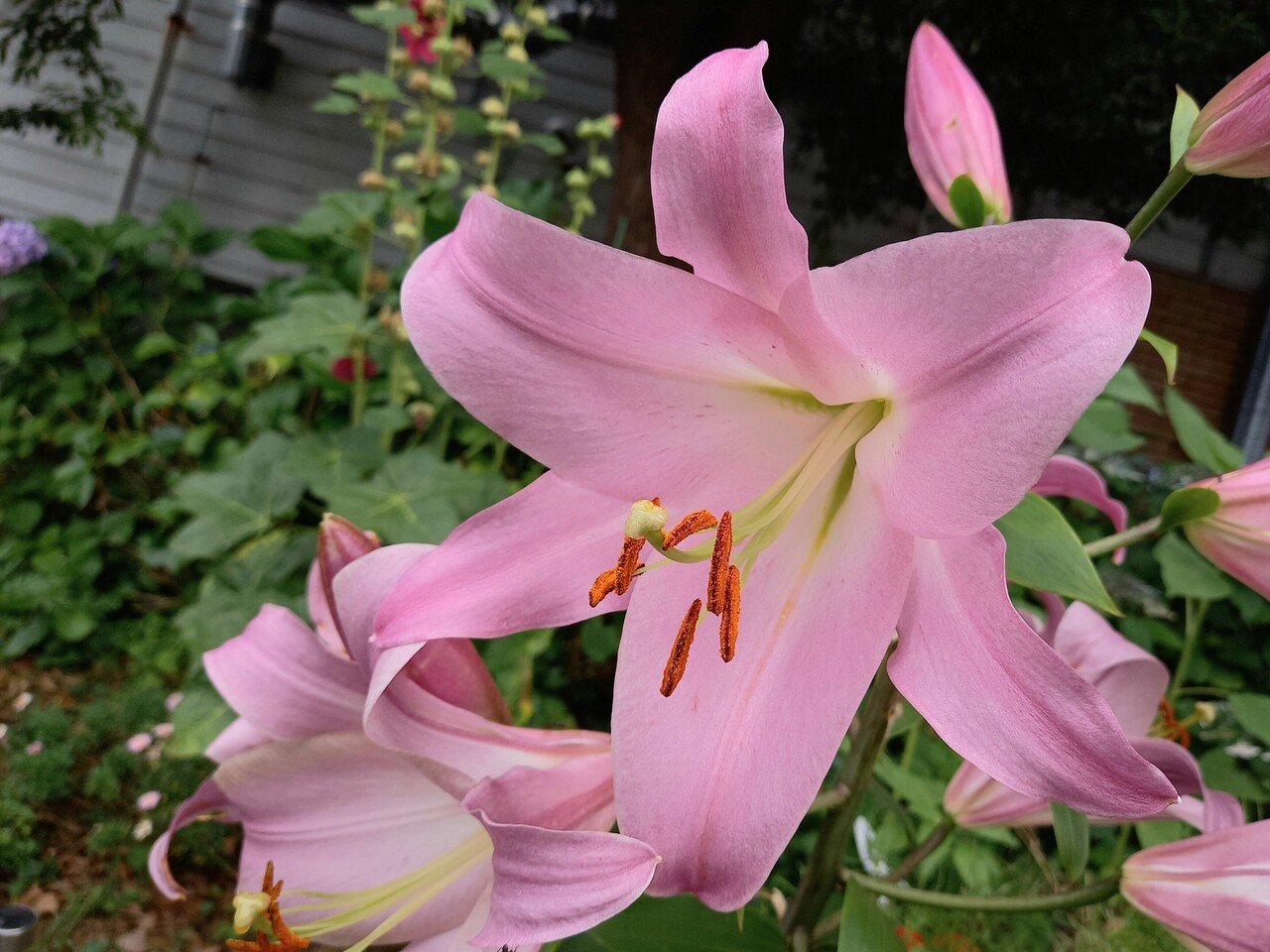 散策中に遭遇した大きい花たち 柘榴 Note 散策中に遭遇した大きい花たち 柘榴 Note