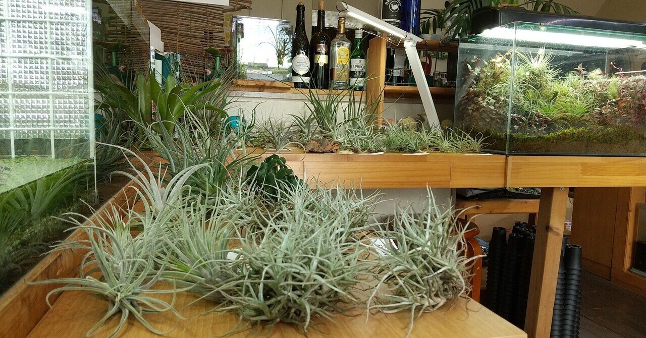チランジア入荷リスト6/24|NatureGarden🌿神田 チランジア入荷リスト6/24|NatureGarden🌿神田