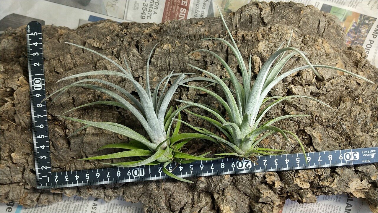 チランジア入荷リスト6/24|NatureGarden🌿神田 チランジア入荷リスト6/24|NatureGarden🌿神田
