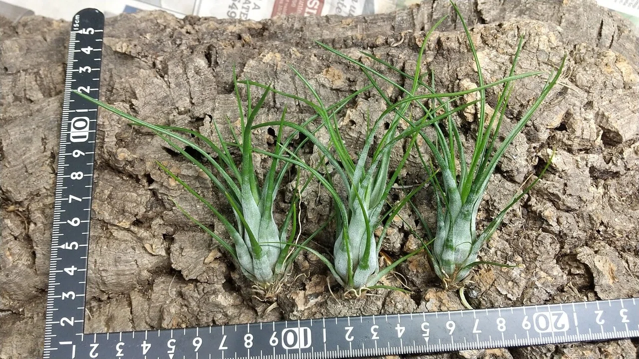 チランジア入荷リスト6/24｜NatureGarden🌿神田