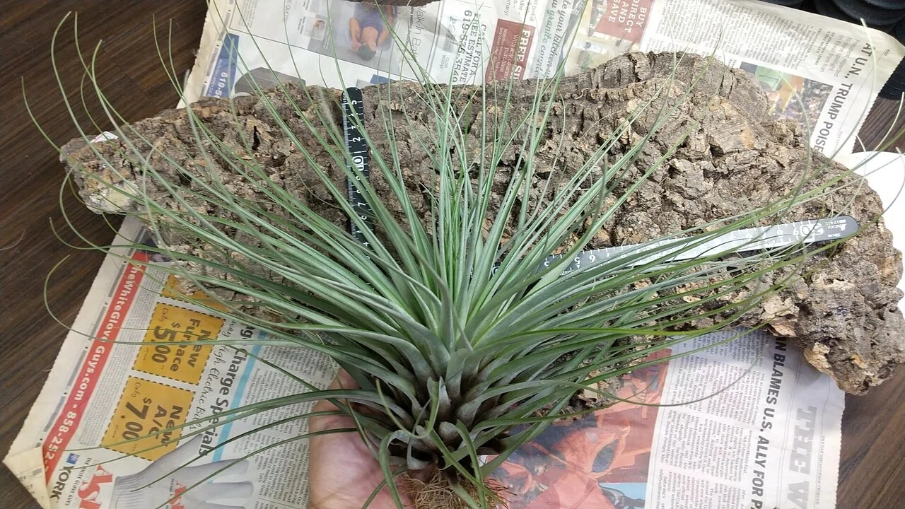 チランジア入荷リスト6/24｜NatureGarden🌿神田