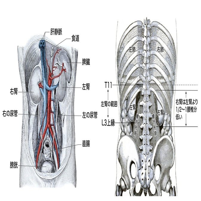 5 1 1 泌尿器系 腎臓 解説 かずひろ先生 黒澤一弘 解剖学 Note