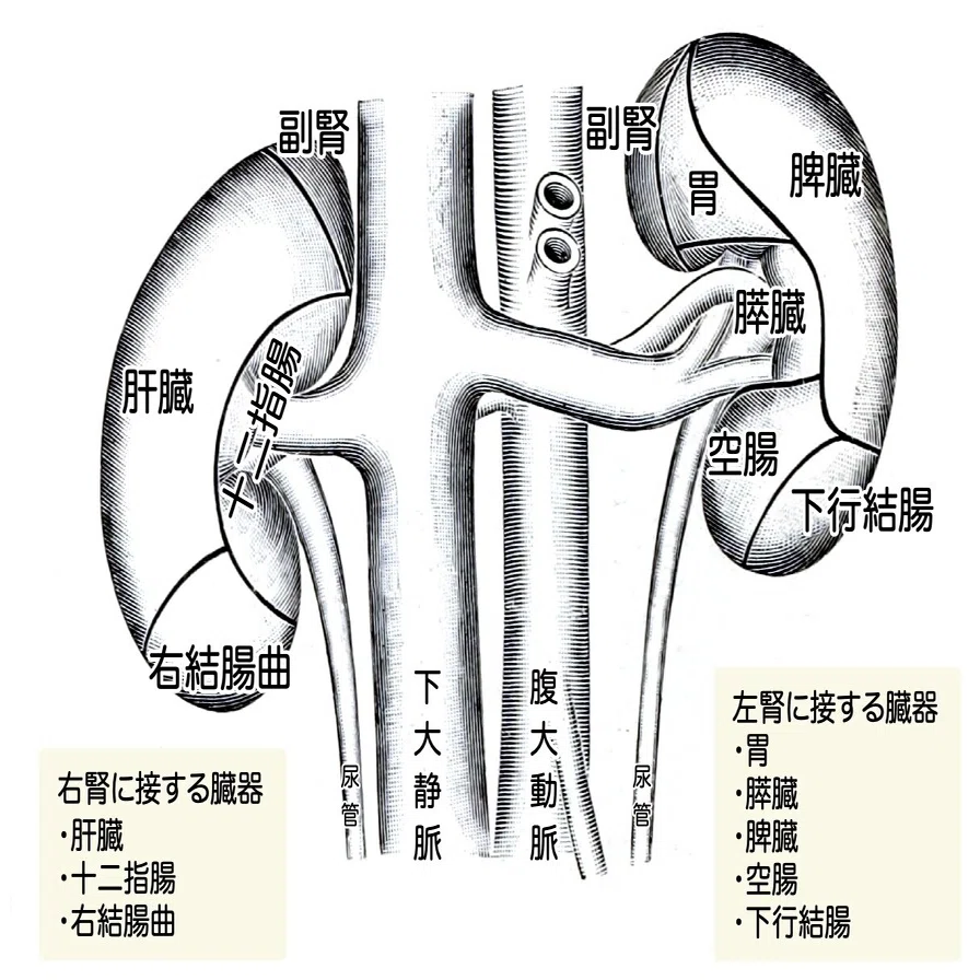 5 1 1 泌尿器系 腎臓 解説 かずひろ先生 黒澤一弘 解剖学 Note