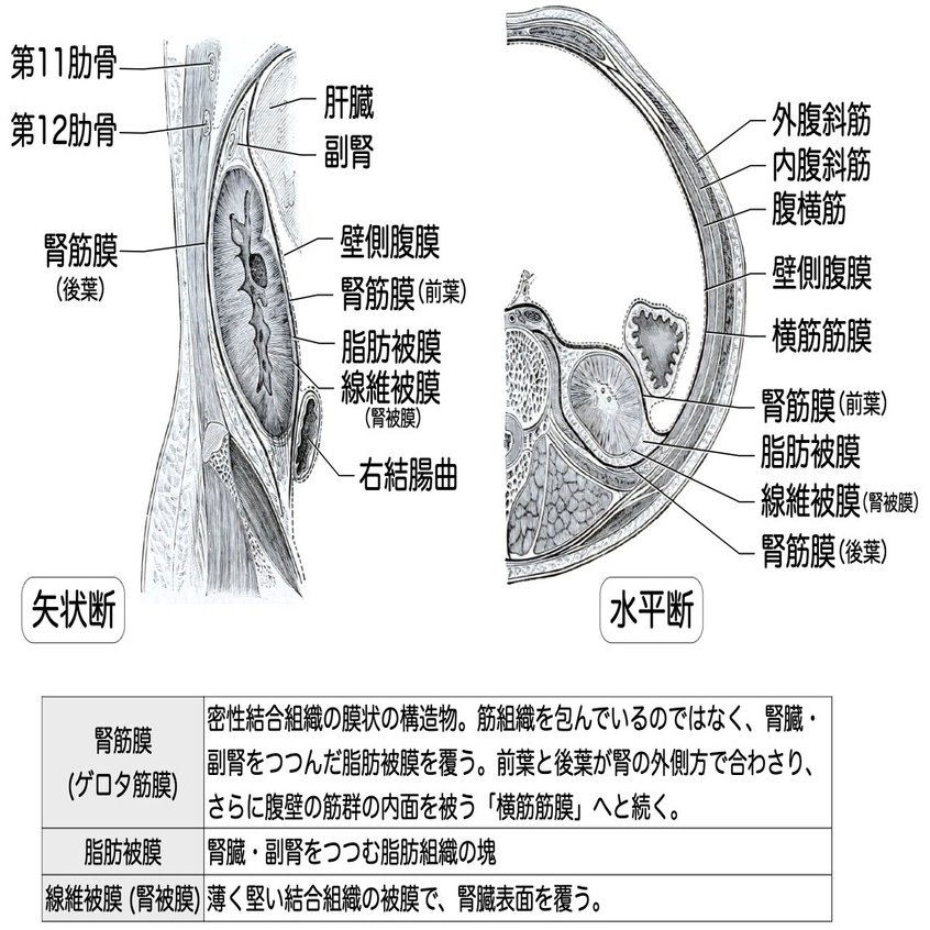 5 1 1 泌尿器系 腎臓 解説 かずひろ先生 黒澤一弘 解剖学 Note