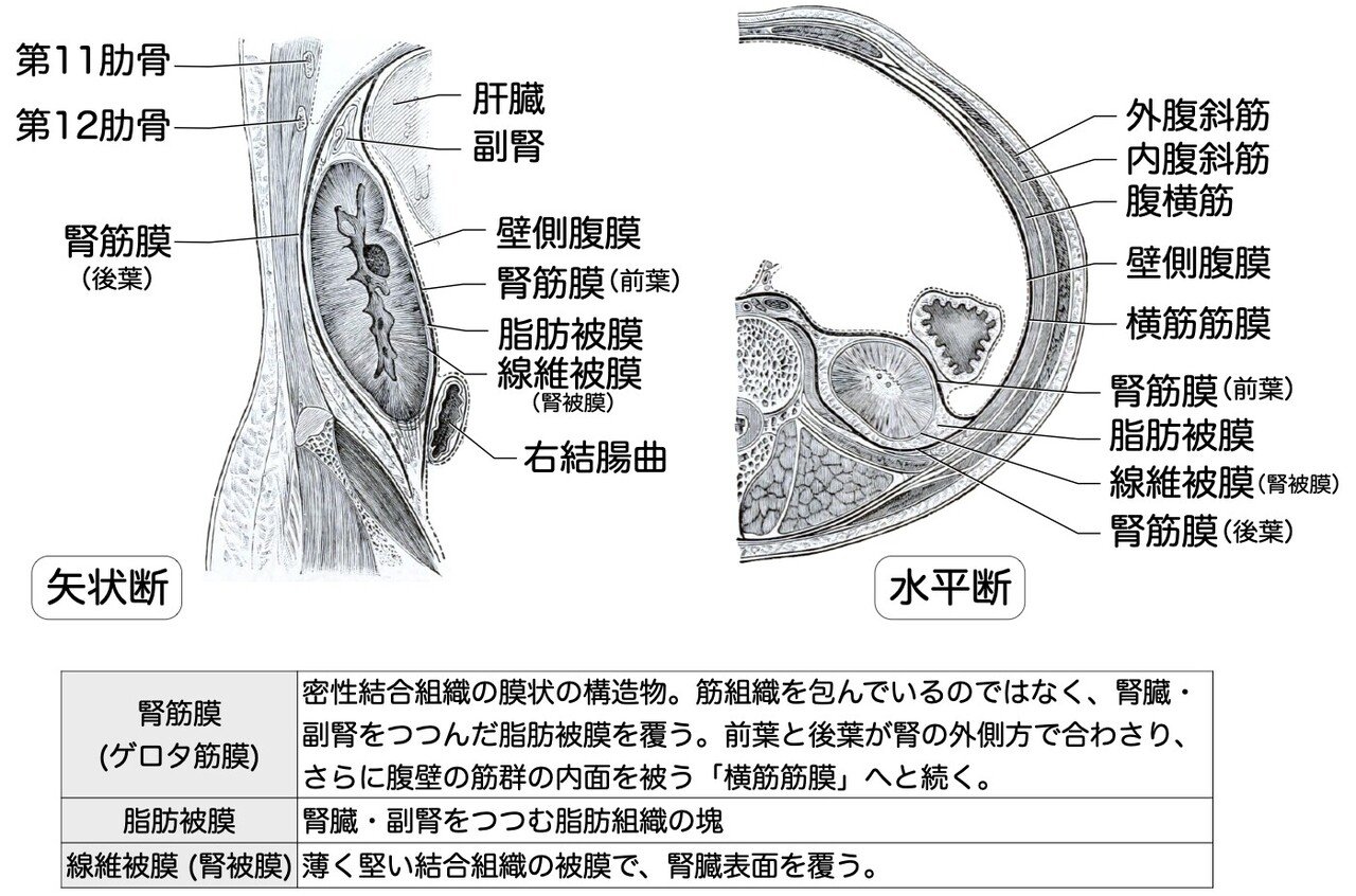 5 1 1 泌尿器系 腎臓 解説 かずひろ先生 黒澤一弘 解剖学 Note 5 1 1 泌尿器系 腎臓 解説 かずひろ先生 黒澤一弘 解剖学 Note