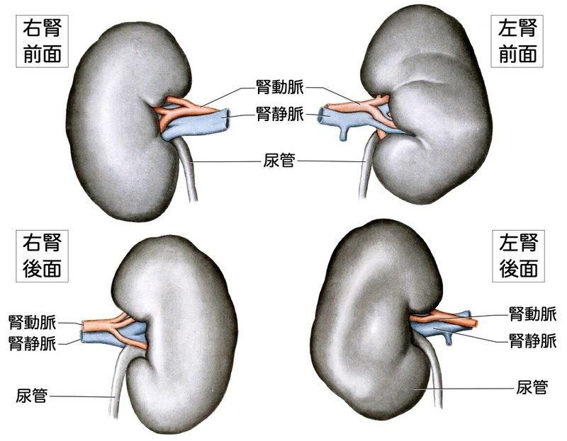 【徹底的国試対策】5-1 泌尿器系 - 腎臓.011