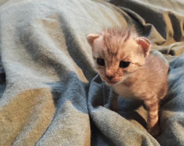 生まれたばかりの子猫との出会い。猫と暮らす最高の日々 #いい部屋 
