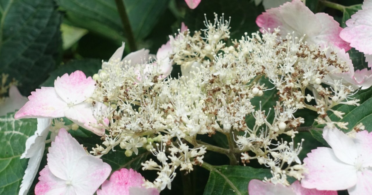 悪魔とワルツを の新着タグ記事一覧 Note つくる つながる とどける 悪魔とワルツを の新着タグ記事一覧 Note つくる つながる とどける