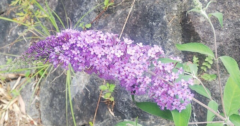 フサフジウツギ あおはくたき Note