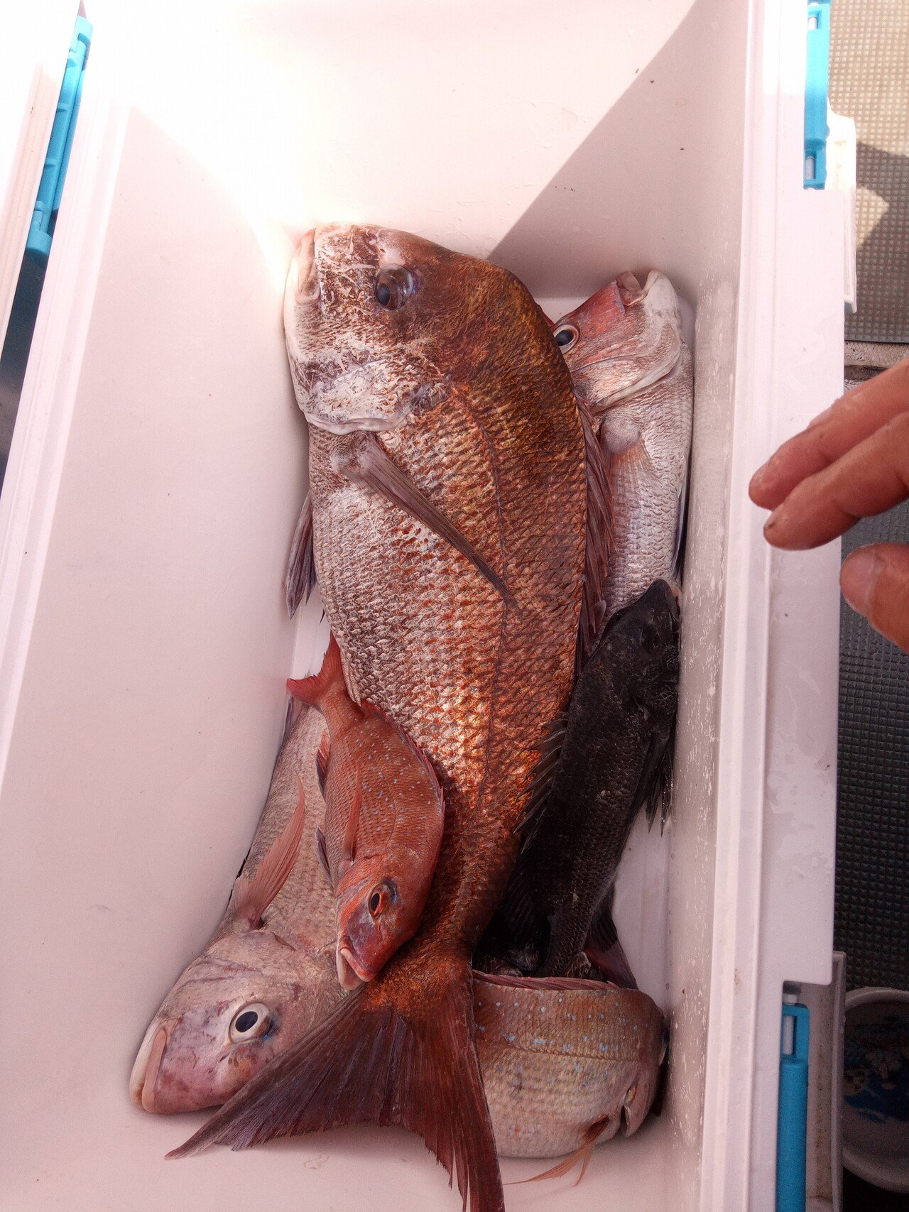 大村湾釣り記録 M Fishing Note