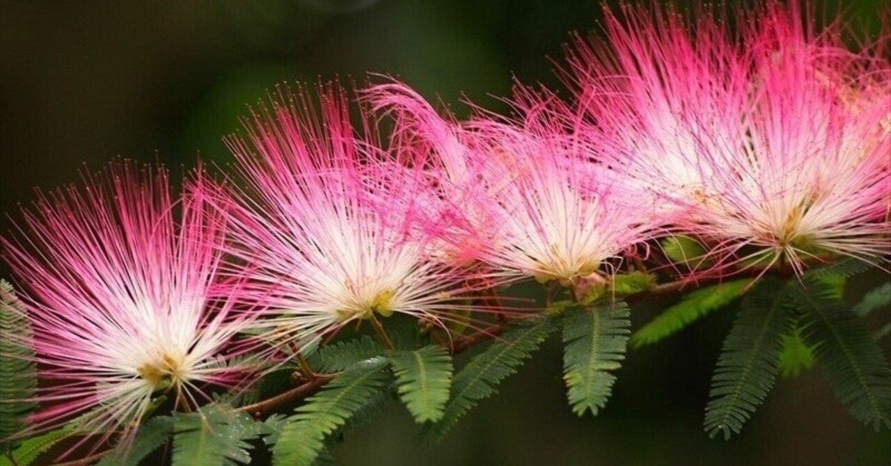 ねむの木 ねむの葉 ねむの花 物語 月山六太 Note ねむの木 ねむの葉 ねむの花 物語 月山六太 Note