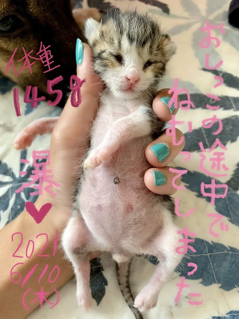 保護猫 瀑 へその緒の話 琥珀ベイビー Note