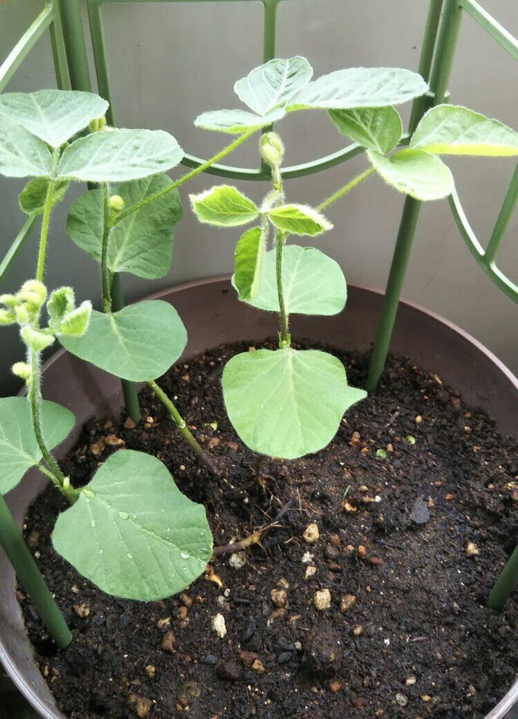 ベランダ ペットボトル菜園 枝豆は根付いたけど 収穫はまだまだのようです とんぷぅ Note