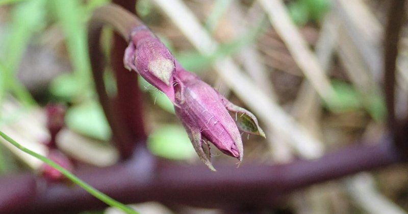 花が咲くとは珍しい?