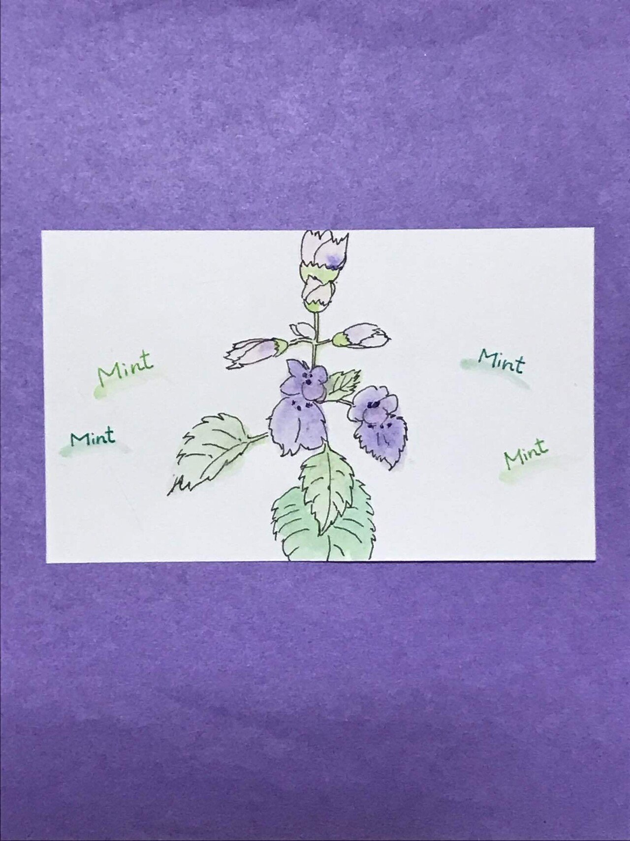 ミントの花は初めて見ました Kyon60 Note