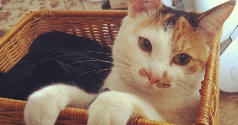 ５０代女性の生き方 の新着タグ記事一覧 Note つくる つながる とどける