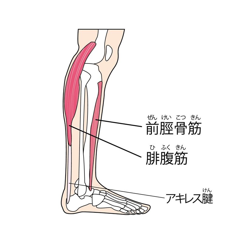 アキレス腱