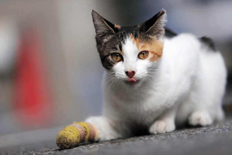 ねこ けが