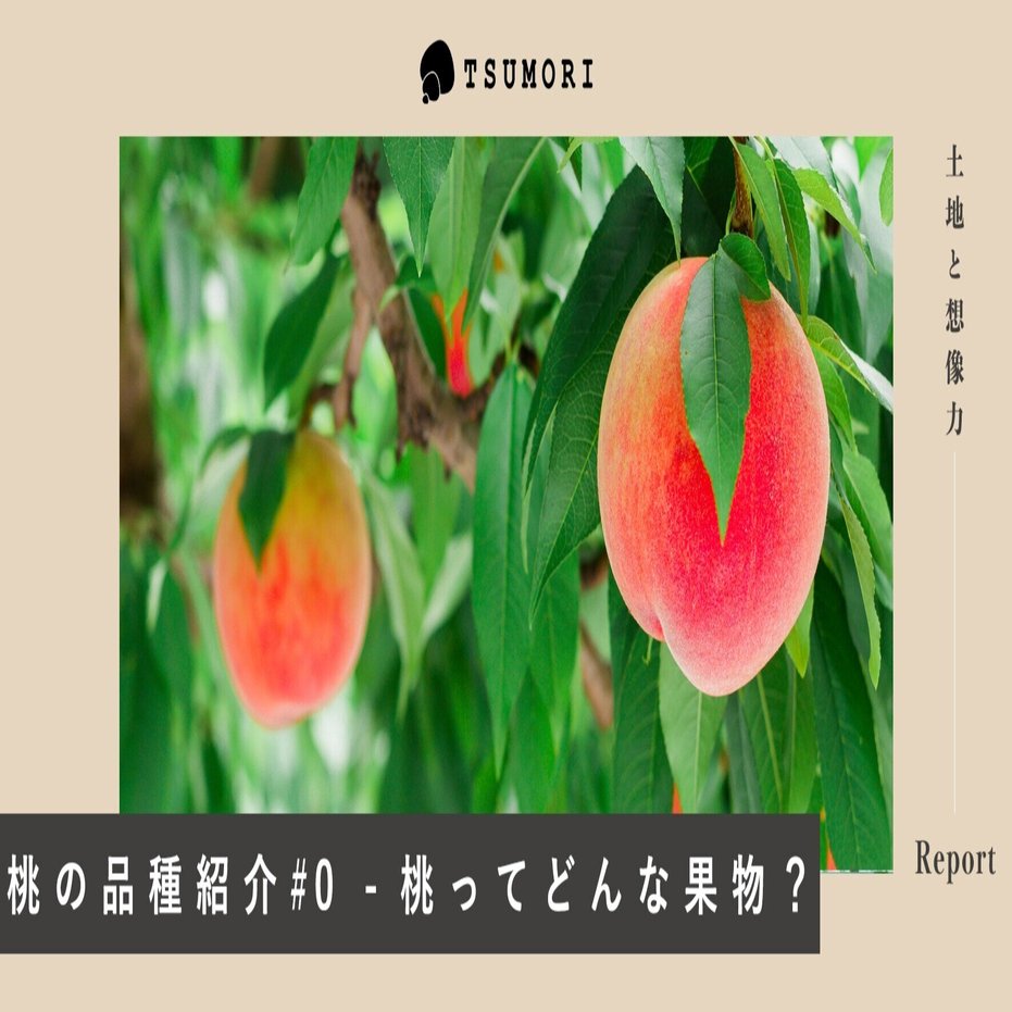 桃の品種紹介 桃ってどんな果物 Tsumori 土地と想像力のメディア Note