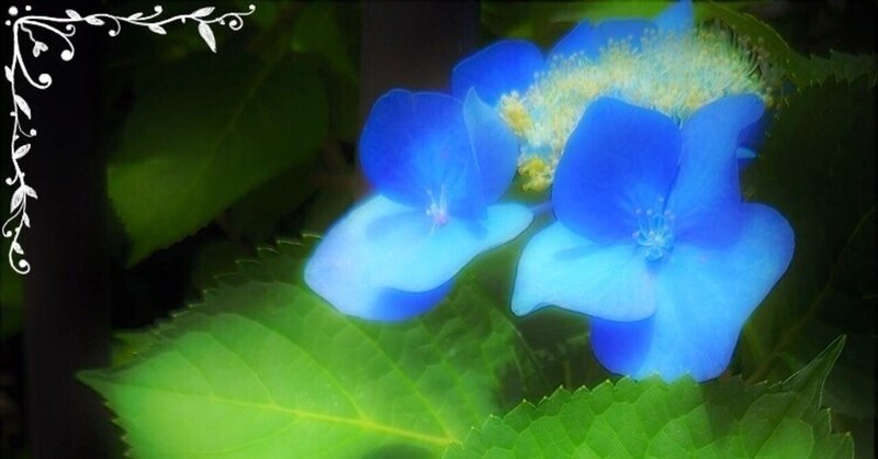 未知の世界に紫陽花を咲かせて 6 25やぎ座満月 お星さまメッセージ Momoka Note 未知の世界に紫陽花を咲かせて 6 25やぎ座満月 お星さまメッセージ Momoka Note