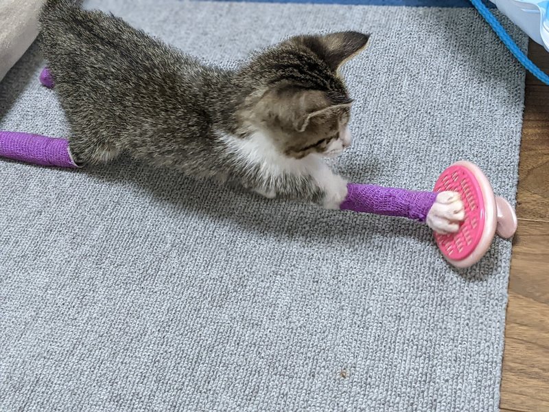 怪我をしていて保護した子猫と先住猫とのファーストコンタクト 猫のアンちゃん Note