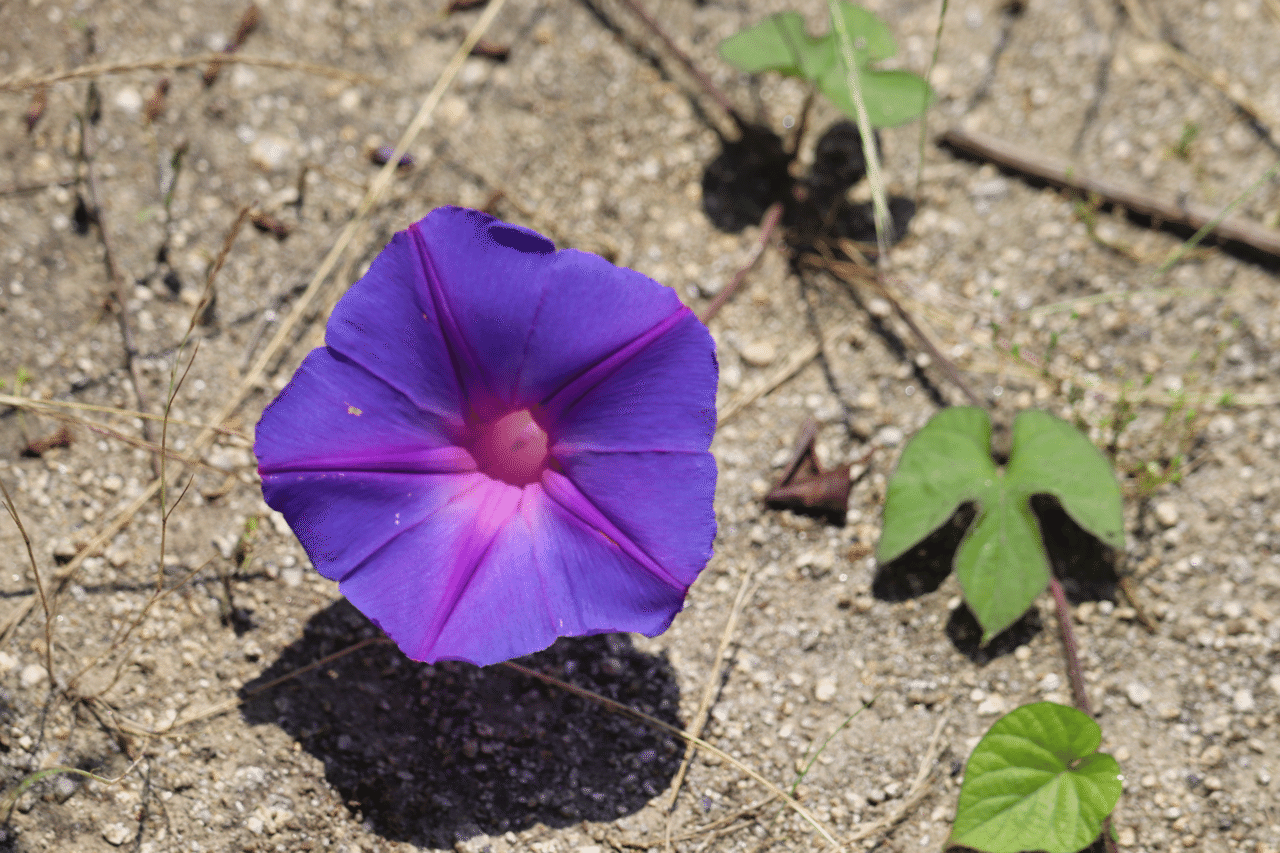 夏の花巡り Photo23sato いちご Note