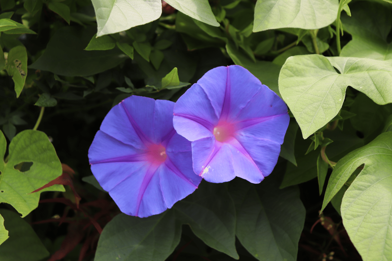夏の花巡り Photo23sato いちご Note