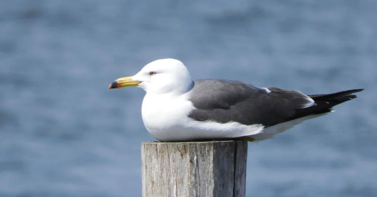 Covid Quarantine Birding ＜ウミネコ＞】｜sebastian_hiranaka