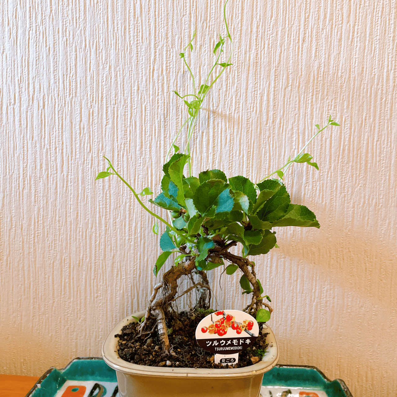 盆栽って ツルウメモドキ 受験生母 もちこ Note