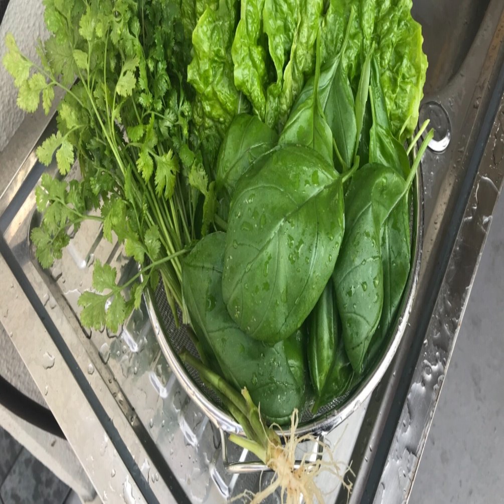 ガーデニング 屋上テラス 虫の被害と蝶の卵の思ひ出 おがばん 拝万里 Note