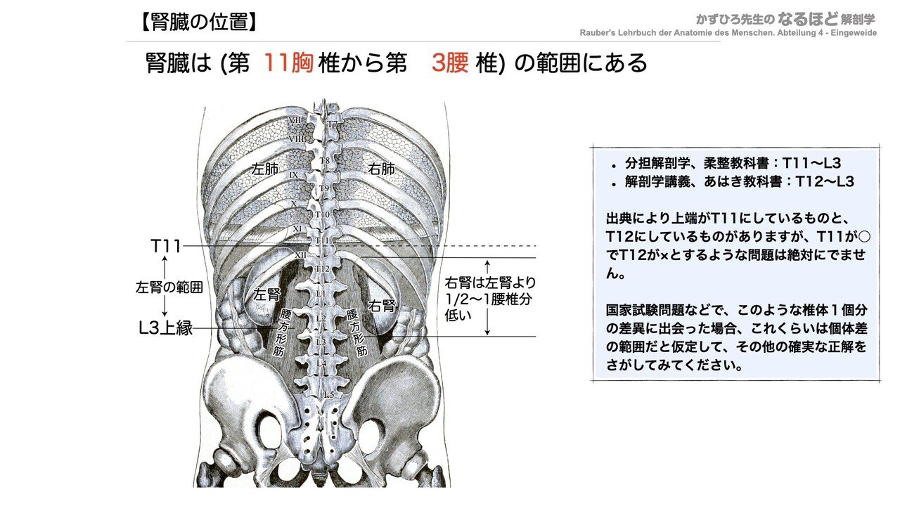 理学療法士を目指す方！必見！分担 解剖学2 胆管学 神経系 Amazon | 理学療法士を目指す方！必見！分担 解剖学2 胆管学