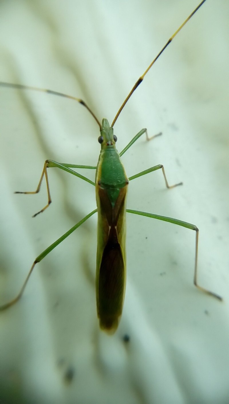 ニイニイゼミが鳴いています 見たことないカメムシに出会いました 月澄狸 Note