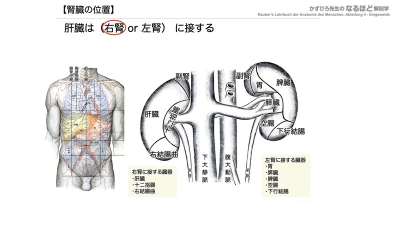 【徹底的国試対策】5-1 泌尿器系 - 腎臓.041