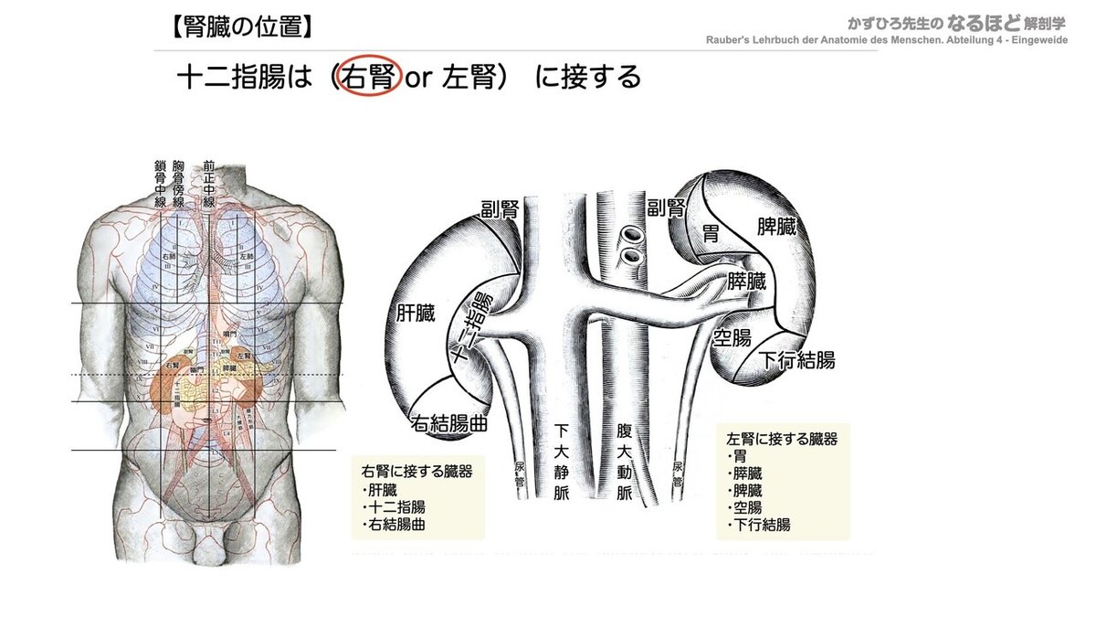 【徹底的国試対策】5-1 泌尿器系 - 腎臓.045