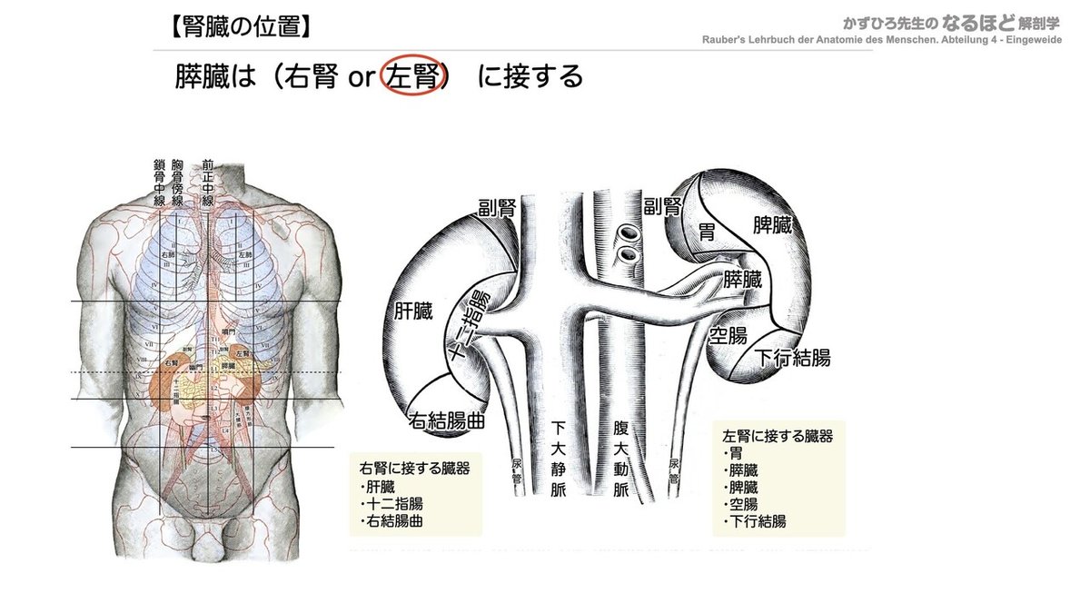 【徹底的国試対策】5-1 泌尿器系 - 腎臓.047