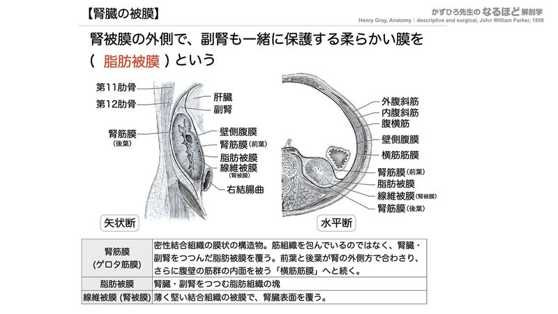 【徹底的国試対策】5-1 泌尿器系 - 腎臓.053