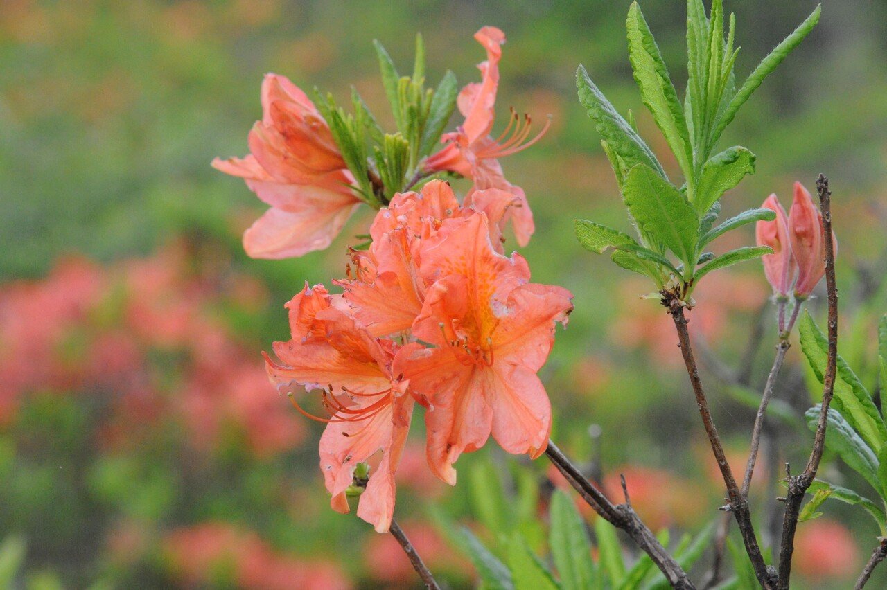 モ すぐ満開 情熱の花レンゲツツジ 長野県東御市 公式