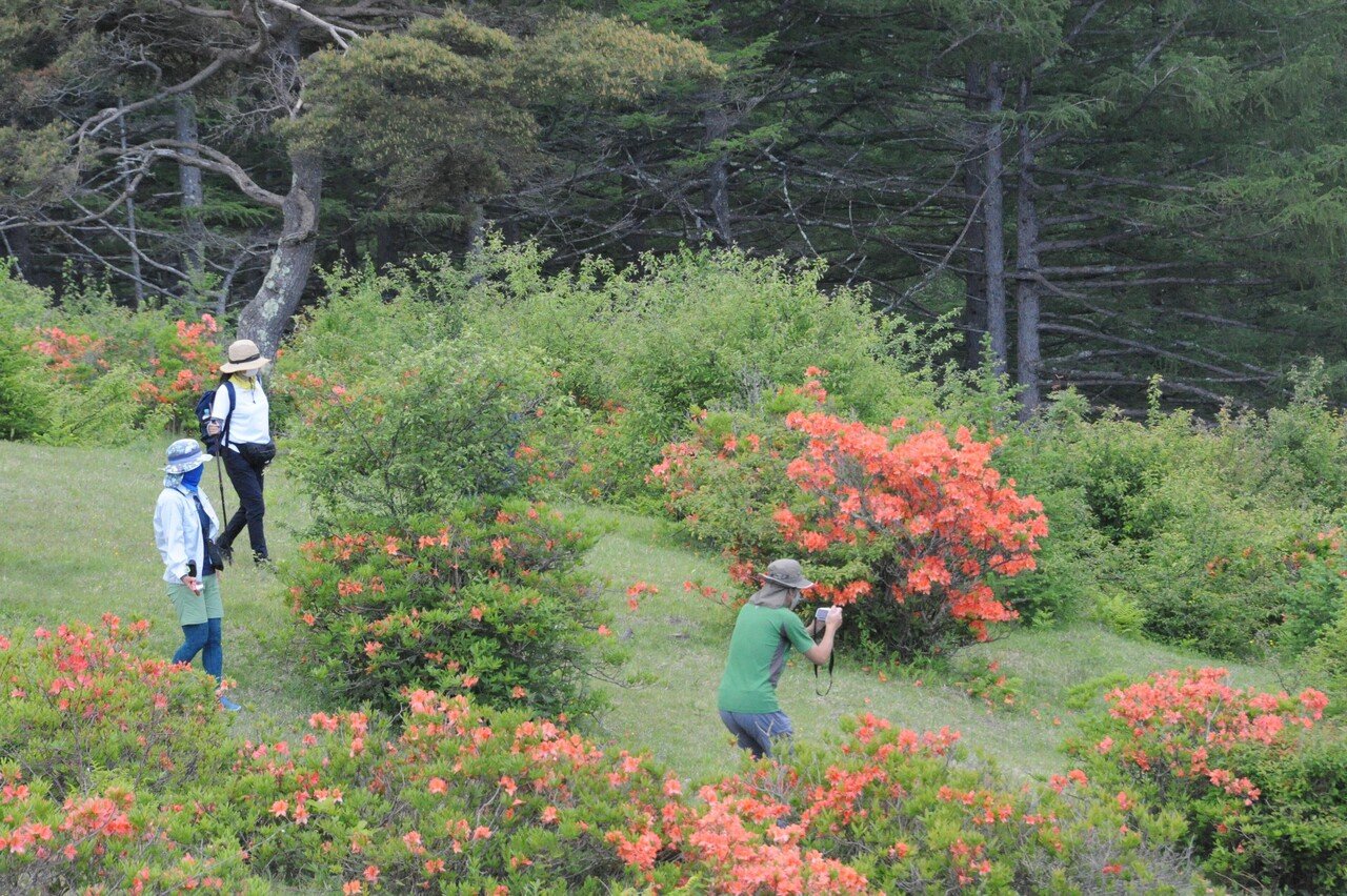 モ すぐ満開 情熱の花レンゲツツジ 長野県東御市 公式