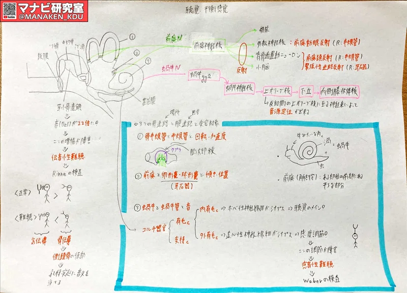 耳の中のかたつむり 九歯大生の講義グラレコ2021 マナビ研究室 Note