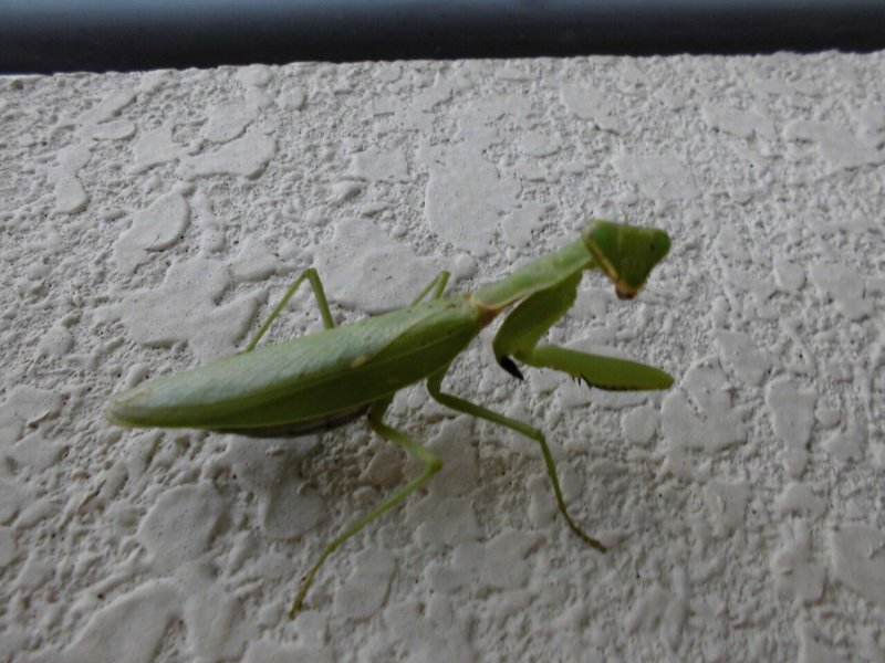 庭のカマキリ幼虫の成長 カマキリ写真 月澄狸 Note