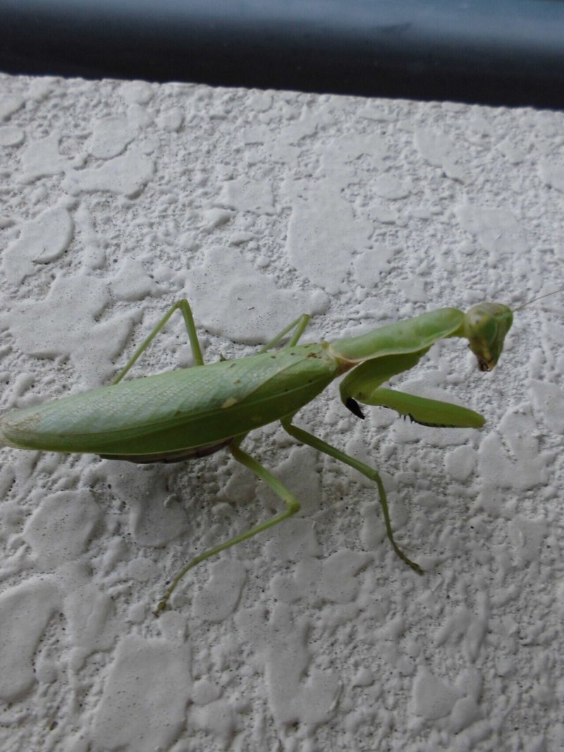 庭のカマキリ幼虫の成長 カマキリ写真 月澄狸 Note 庭のカマキリ幼虫の成長 カマキリ写真 月澄狸 Note