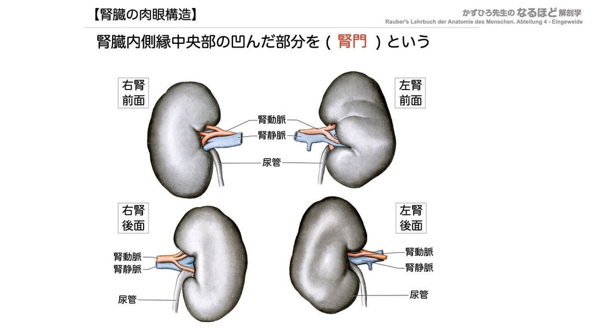 【徹底的国試対策】5-1 泌尿器系 - 腎臓.057