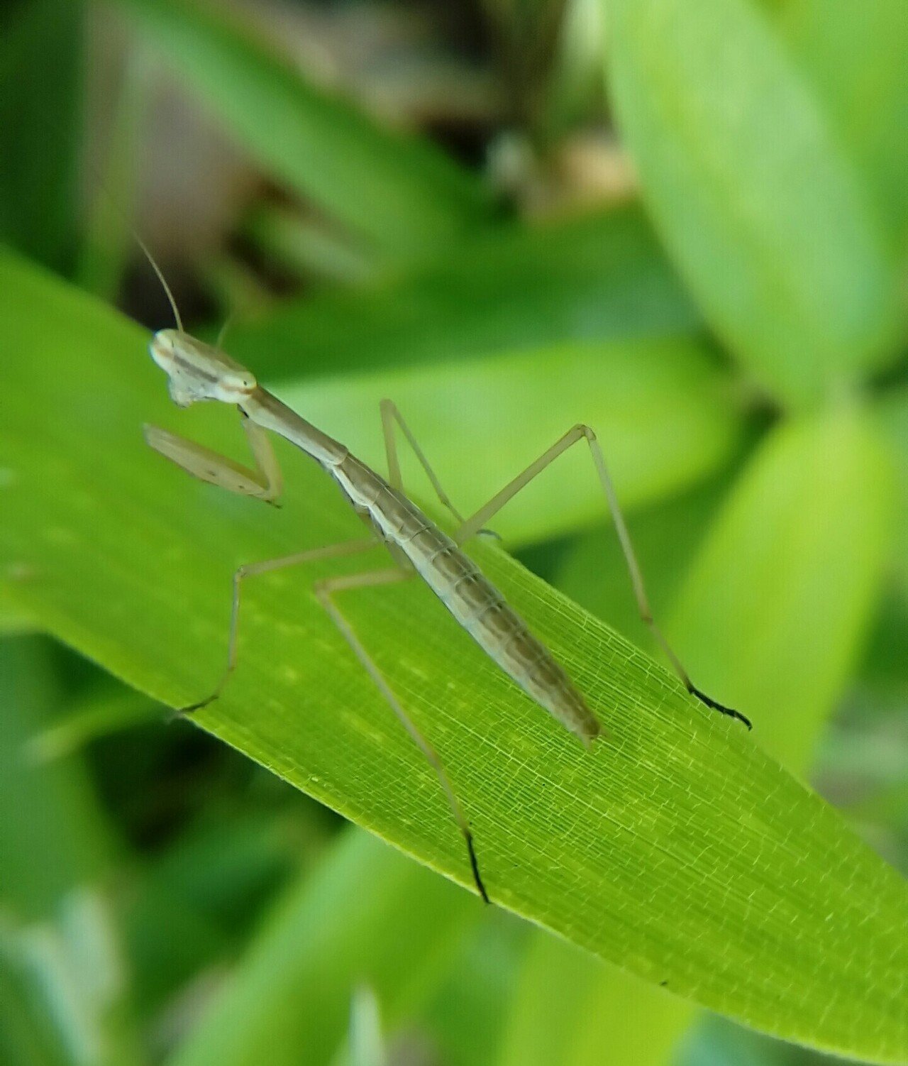 庭のカマキリ幼虫の成長 カマキリ写真 月澄狸 Note 庭のカマキリ幼虫の成長 カマキリ写真 月澄狸 Note